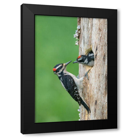 Washington State A male Hairy Woodpecker at nest hole while a chick begs for food Black Modern Wood Framed Art Print with Double Matting by Luhm, Gary