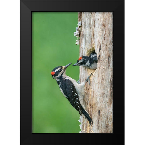 Washington State A male Hairy Woodpecker at nest hole while a chick begs for food Black Modern Wood Framed Art Print by Luhm, Gary