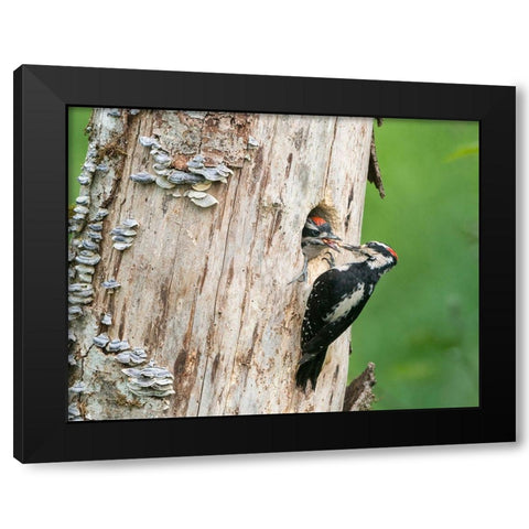 Washington State A male Hairy Woodpecker at nest hole feeds a young chick Snoqualmie Valley Black Modern Wood Framed Art Print with Double Matting by Luhm, Gary