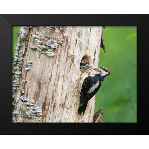 Washington State A male Hairy Woodpecker at nest hole feeds a young chick Snoqualmie Valley Black Modern Wood Framed Art Print by Luhm, Gary