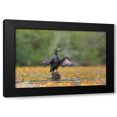 Washington State A Double-crested Cormorant spreads its wings to dry Seattle Black Modern Wood Framed Art Print by Luhm, Gary