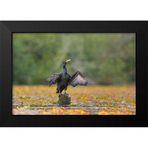 Washington State A Double-crested Cormorant spreads its wings to dry Seattle Black Modern Wood Framed Art Print by Luhm, Gary
