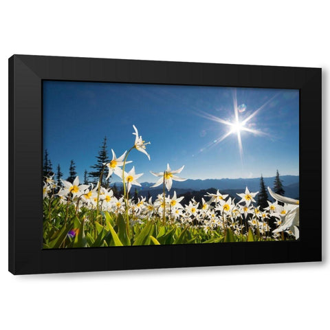 Washington State Avalanche Lilies backlit against a starburst sky at Olympic National Park Black Modern Wood Framed Art Print by Luhm, Gary