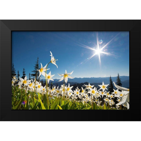 Washington State Avalanche Lilies backlit against a starburst sky at Olympic National Park Black Modern Wood Framed Art Print by Luhm, Gary
