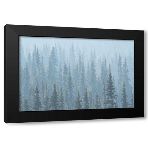 USA Mt Rainier National Park Smoke from Washington State fires drifts through conifers Black Modern Wood Framed Art Print by Luhm, Gary