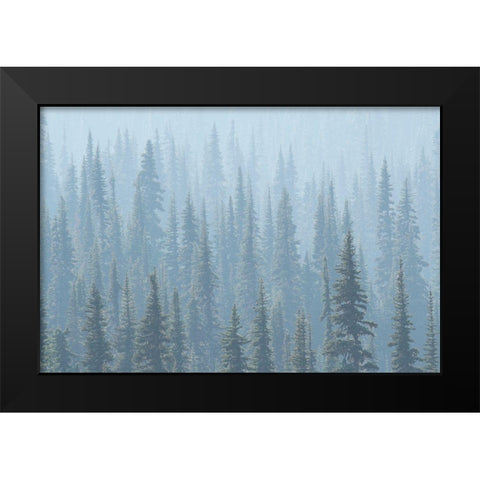 USA Mt Rainier National Park Smoke from Washington State fires drifts through conifers Black Modern Wood Framed Art Print by Luhm, Gary