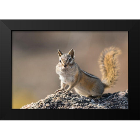 Washington State Least Chipmunk (Tamias minimus) pauses from gathering seeds on Cooper Ridge Black Modern Wood Framed Art Print by Luhm, Gary
