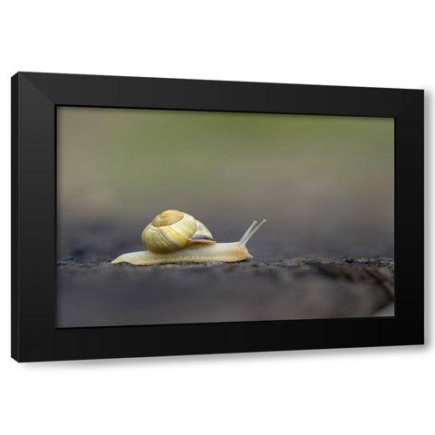 Washington State Grove Snail or Brown-lipped snail and invasive species from Europe Kirkland Black Modern Wood Framed Art Print by Luhm, Gary