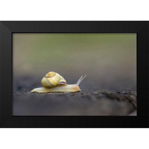 Washington State Grove Snail or Brown-lipped snail and invasive species from Europe Kirkland Black Modern Wood Framed Art Print by Luhm, Gary