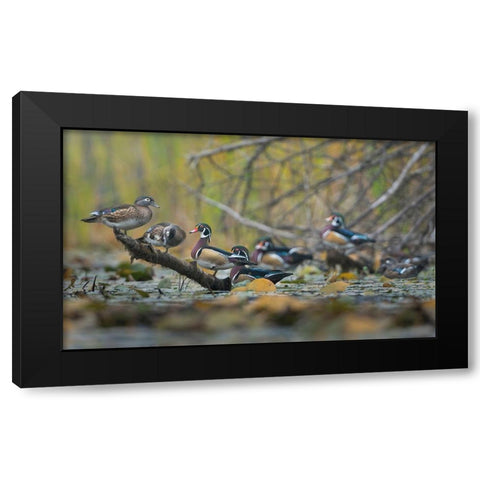 Washington State Wood Ducks (Aix sponsa) flock roosts on a quiet pond Seattle Black Modern Wood Framed Art Print by Luhm, Gary