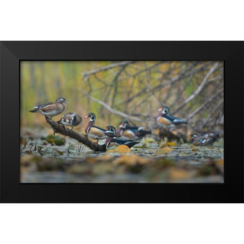 Washington State Wood Ducks (Aix sponsa) flock roosts on a quiet pond Seattle Black Modern Wood Framed Art Print by Luhm, Gary