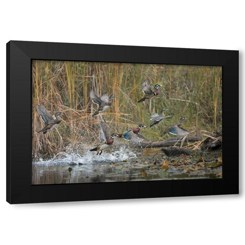 Washington State Wood Ducks (Aix sponsa) flock takes flight from a quiet pond Seattle Black Modern Wood Framed Art Print with Double Matting by Luhm, Gary