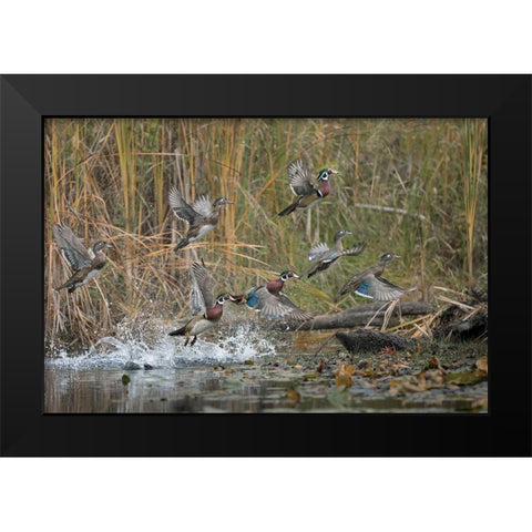 Washington State Wood Ducks (Aix sponsa) flock takes flight from a quiet pond Seattle Black Modern Wood Framed Art Print by Luhm, Gary