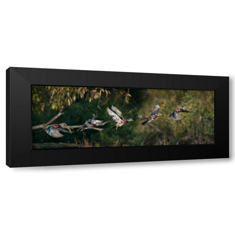 Washington State A male Wood Duck (Aix sponsa) flight sequence Seattle Digital composite Black Modern Wood Framed Art Print by Luhm, Gary