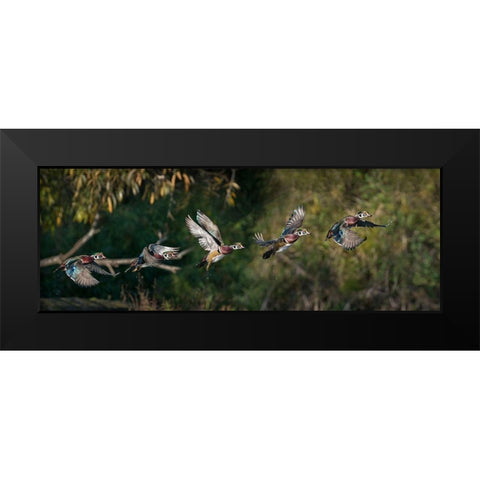 Washington State A male Wood Duck (Aix sponsa) flight sequence Seattle Digital composite Black Modern Wood Framed Art Print by Luhm, Gary