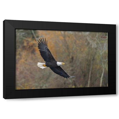 Washington State Bald Eagle in flight over Lake Washington-Kenmore Black Modern Wood Framed Art Print by Luhm, Gary