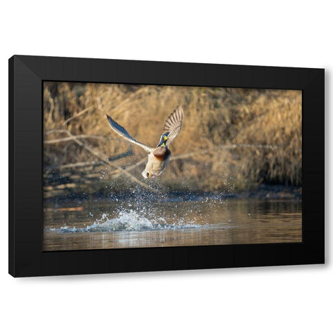 Washington State Male Mallard (Anas platyrhynchos) takes flight from Lake Washington Kirkland Black Modern Wood Framed Art Print with Double Matting by Luhm, Gary
