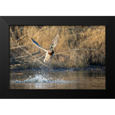 Washington State Male Mallard (Anas platyrhynchos) takes flight from Lake Washington Kirkland Black Modern Wood Framed Art Print by Luhm, Gary