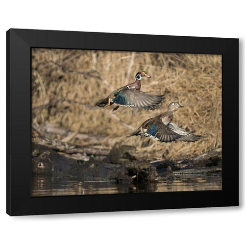Washington State A male and female Wood Duck (Aix sponsa) take flight Seattle Digital composite Black Modern Wood Framed Art Print by Luhm, Gary