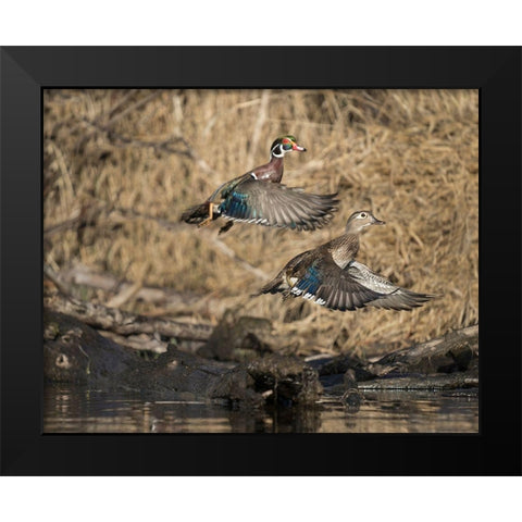 Washington State A male and female Wood Duck (Aix sponsa) take flight Seattle Digital composite Black Modern Wood Framed Art Print by Luhm, Gary