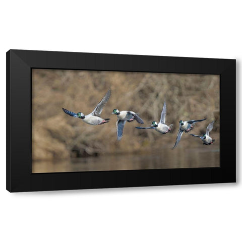 Washington State Composite image of a male Bufflehead taking off from the Sammamish Slough Black Modern Wood Framed Art Print with Double Matting by Luhm, Gary