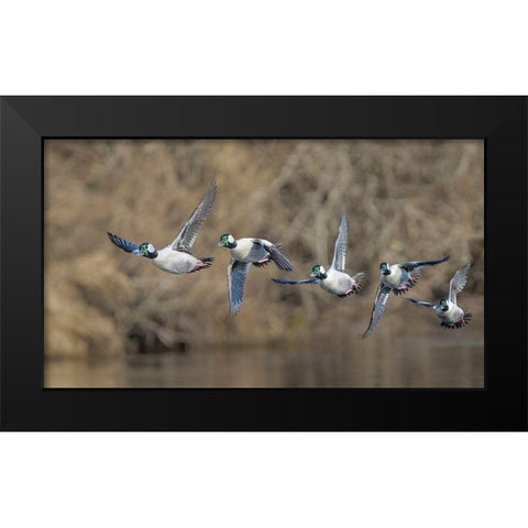 Washington State Composite image of a male Bufflehead taking off from the Sammamish Slough Black Modern Wood Framed Art Print by Luhm, Gary