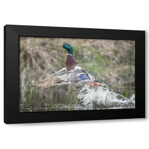 Washington State Male Mallard (Anas platyrhynchos) takes flight from Lake Washington Kirkland Black Modern Wood Framed Art Print with Double Matting by Luhm, Gary