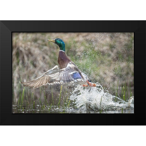 Washington State Male Mallard (Anas platyrhynchos) takes flight from Lake Washington Kirkland Black Modern Wood Framed Art Print by Luhm, Gary