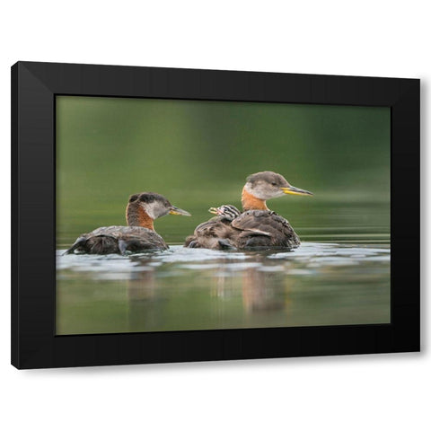 Washington State A Red-necked Grebe chick rides atop parent during feeding on lake Black Modern Wood Framed Art Print with Double Matting by Luhm, Gary