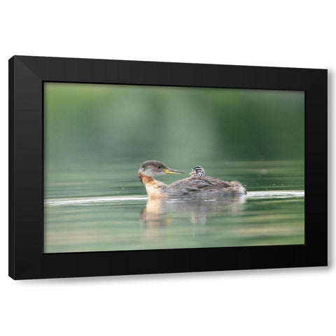 Washington State A Red-necked Grebe chick rides atop parent during feeding on lake Black Modern Wood Framed Art Print with Double Matting by Luhm, Gary