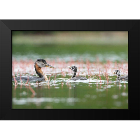 Washington State A Red-necked Grebe parent feeds fish to a chick on a lake in Okanogan County Black Modern Wood Framed Art Print by Luhm, Gary