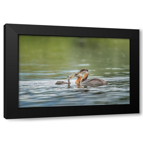 Washington State A Red-necked Grebe parent feeds fish to a chick on a lake in Okanogan County Black Modern Wood Framed Art Print by Luhm, Gary