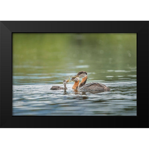 Washington State A Red-necked Grebe parent feeds fish to a chick on a lake in Okanogan County Black Modern Wood Framed Art Print by Luhm, Gary