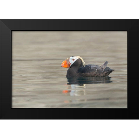 Washington State A Tufted Puffin (Fratercula cirrhata) floats near Protection Island Black Modern Wood Framed Art Print by Luhm, Gary