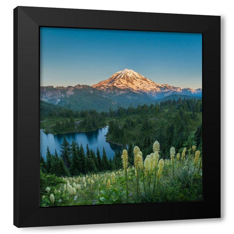 Washington State Beargrass wildflowers from the flank of Tolmie Peak at Eunice Lake Black Modern Wood Framed Art Print with Double Matting by Luhm, Gary