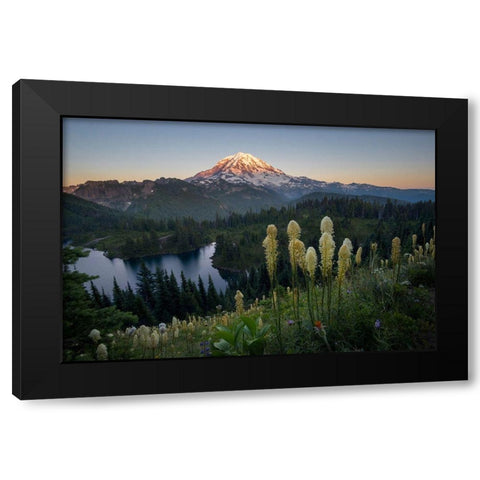 Washington State Beargrass wildflowers from the flank of Tolmie Peak at Eunice Lake Black Modern Wood Framed Art Print by Luhm, Gary