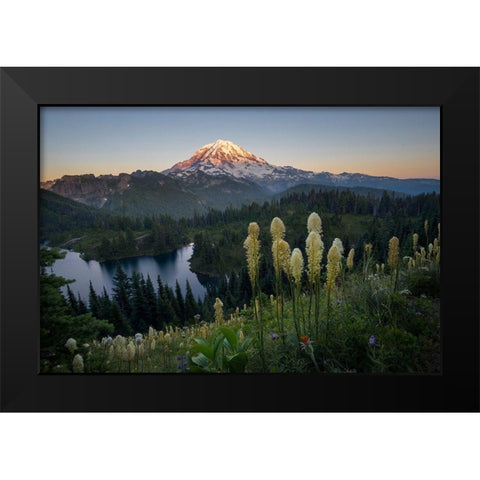 Washington State Beargrass wildflowers from the flank of Tolmie Peak at Eunice Lake Black Modern Wood Framed Art Print by Luhm, Gary
