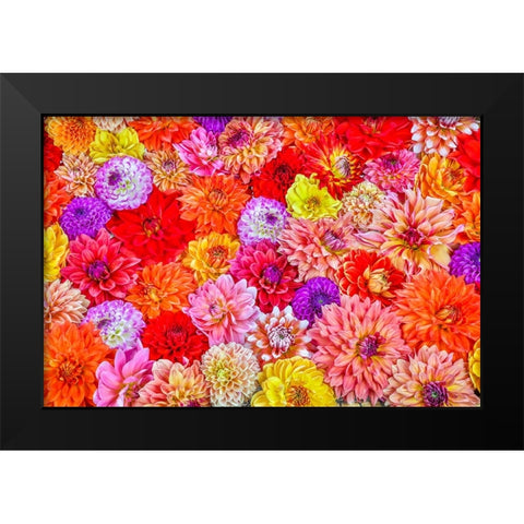 Usa-Washington State-Sammamish Group of Dahlias Black Modern Wood Framed Art Print by Looney, Hollice