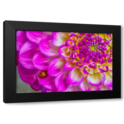 Usa-Washington State-Sammamish Ladybug on a Dahlia Black Modern Wood Framed Art Print with Double Matting by Looney, Hollice