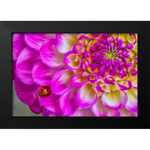 Usa-Washington State-Sammamish Ladybug on a Dahlia Black Modern Wood Framed Art Print by Looney, Hollice