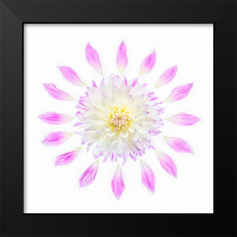 Usa-Washington State-Sammamish Flower Design Black Modern Wood Framed Art Print by Looney, Hollice