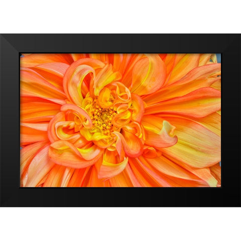 Usa-Washington State-Sammamish Dahlia Closeup Black Modern Wood Framed Art Print by Looney, Hollice