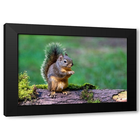 Issaquah-Washington State-USA-Western Gray Squirrel standing on a log eating a peanut Black Modern Wood Framed Art Print with Double Matting by Horton, Janet