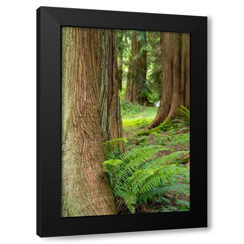 Issaquah-Washington State-USA-Western Redcedar tree trunks with western sword ferns Black Modern Wood Framed Art Print by Horton, Janet