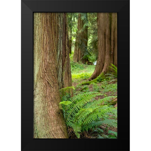 Issaquah-Washington State-USA-Western Redcedar tree trunks with western sword ferns Black Modern Wood Framed Art Print by Horton, Janet