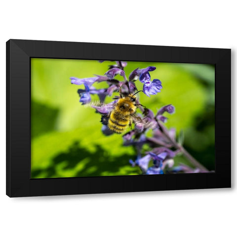 Issaquah-Washington State-USA-Honeybee pollinating a Walkers Low catnip-Nepeta Walkers Low Black Modern Wood Framed Art Print with Double Matting by Horton, Janet