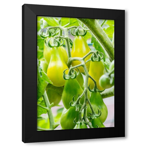 Issaquah-Washington State-USA Heirloom Yellow Pear tomatoes Black Modern Wood Framed Art Print by Horton, Janet