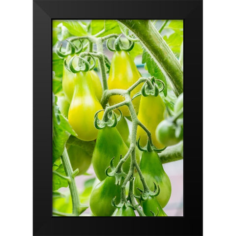 Issaquah-Washington State-USA Heirloom Yellow Pear tomatoes Black Modern Wood Framed Art Print by Horton, Janet
