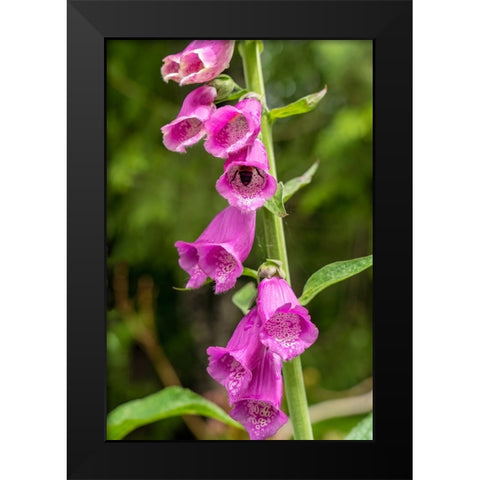 Issaquah-Washington State-USA Common Foxglove (Digitalis purpurea) Black Modern Wood Framed Art Print by Horton, Janet