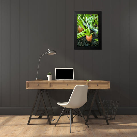 Issaquah-Washington State-USA Yaya carrots growing with tops showing Black Modern Wood Framed Art Print by Horton, Janet